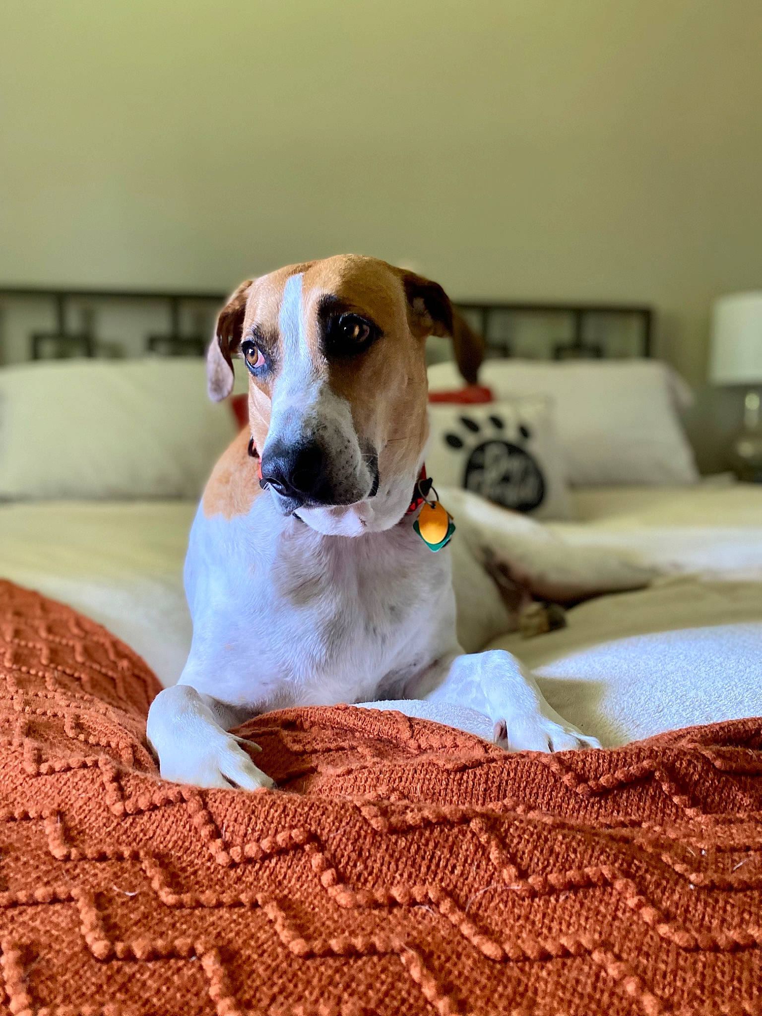 Duke joined the competition — help win amazing prizes! carnivore, carpet, collar, comfort, companion_dog, dog, dog_breed, dog_supply, fawn, flooring, linens, pattern, paw, pet_supply, snout, tableware, terrestrial_animal, whiskers, working_animal, woven_fabric