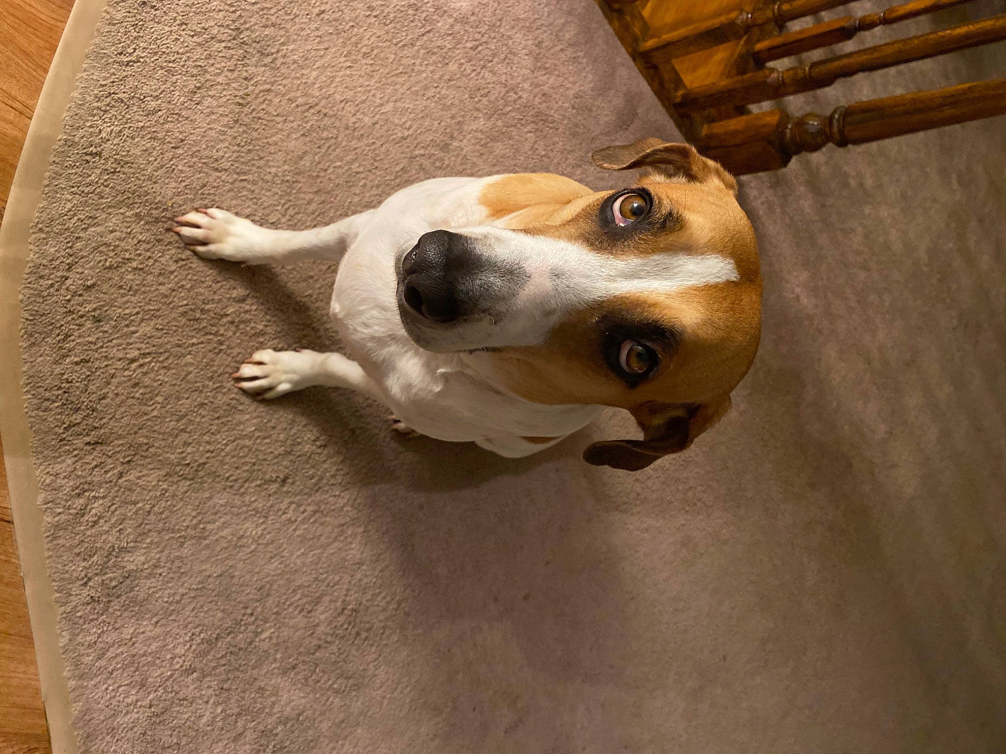 Duke joined the competition — help win amazing prizes! art, canidae, carnivore, chopsticks, collar, companion_dog, dog, dog_breed, dog_collar, fawn, flooring, fur, hardwood, kitchen_utensil, metal, snout, sporting_group, whiskers, wood, working_animal