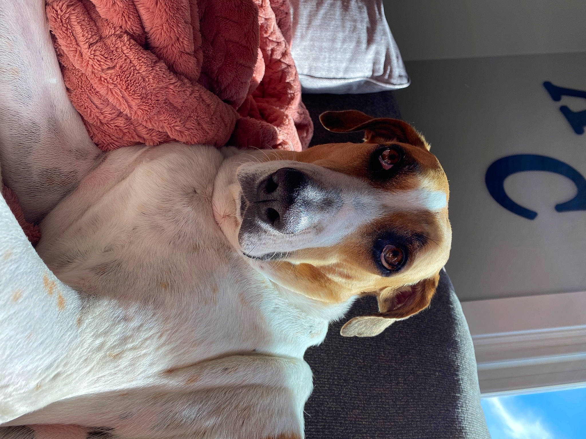 Duke is registered to the contest to win money with this photo: canidae, carnivore, collar, comfort, companion_dog, dog, dog_breed, dog_collar, ear, eyewear, fawn, fur, jaw, logo, non_sporting_group, paw, selfie, sporting_group, whiskers, working_animal