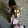 Coco is registered to the contest to win money with this photo: dog, toy, plush_toy, snowman, carpet, indoor, pet, animal, fur, cute, playful, small_dog, looking_up, brown, black, white, ears, tail, floor, mouth