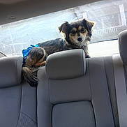 Coco is registered to the contest to win money with this photo: dog, car_interior, backseat, blue_ribbon, pet, canine, window, seat, headrest, fur, animal, domestic_animal, looking, sitting, leisure, transportation, vehicle, travel, companion, resting
