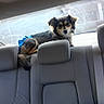 dog, car_interior, backseat, blue_ribbon, pet, canine, window, seat, headrest, fur, animal, domestic_animal, looking, sitting, leisure, transportation, vehicle, travel, companion, resting