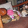 Coco is registered to the contest to win money with this photo: dog, sleeping, couch, wooden_armrest, pillow, pink_clothing, heart_pattern, indoor, pet, fur, napping, cozy, resting, small_dog, brown_fur, home_interior, furniture, cute, relaxed, animal