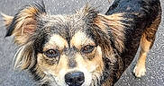 Coco is registered to the contest to win money with this photo: dog, canine, pet, outdoor, pavement, tongue_out, ears, fur, tail, animal, happy, looking_up, leash, muzzle, walking, companion, cute, friendly, brown_fur, black_fur