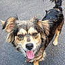 dog, canine, pet, outdoor, pavement, tongue_out, ears, fur, tail, animal, happy, looking_up, leash, muzzle, walking, companion, cute, friendly, brown_fur, black_fur