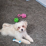 Daisy joined the competition — help win amazing prizes! puppy, dog, white_dog, carpet, toy, green_ball, pink_rope_toy, blue_and_white_bone_toy, pet, indoor, floor, cute, small_dog, laying_down, looking_up, animal, fur, playful, domestic_animal, young_dog