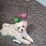 puppy, dog, white_dog, carpet, toy, green_ball, pink_rope_toy, blue_and_white_bone_toy, pet, indoor, floor, cute, small_dog, laying_down, looking_up, animal, fur, playful, domestic_animal, young_dog