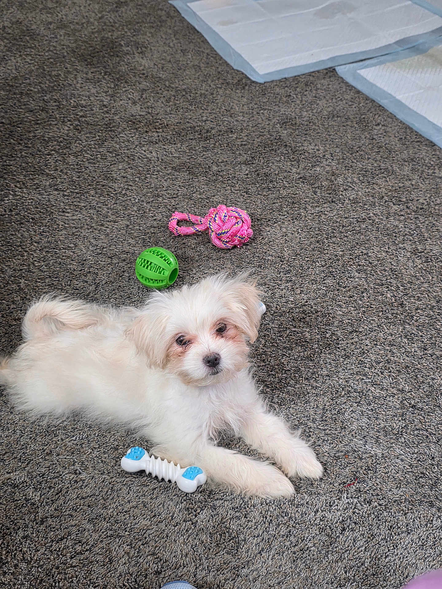 Daisy