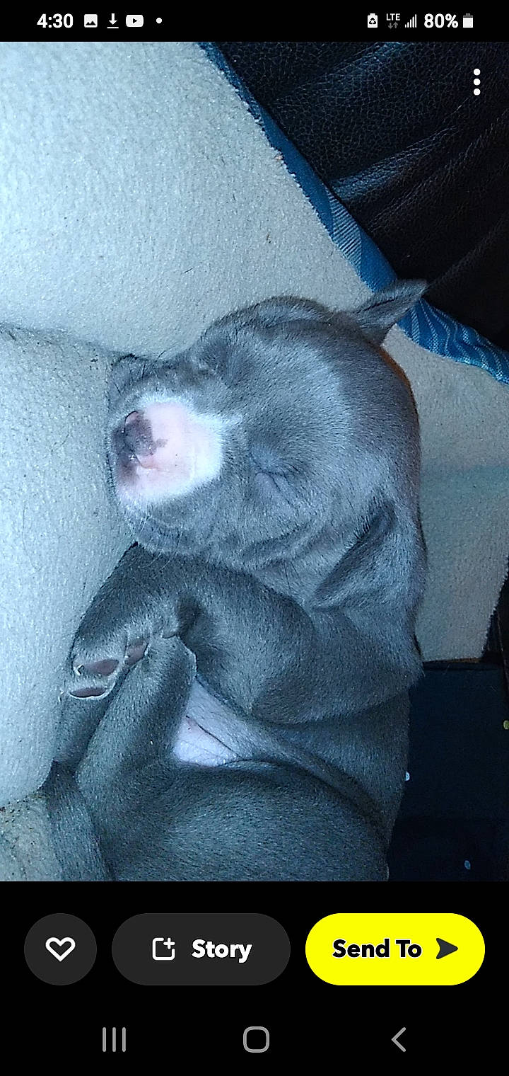 Freya joined the competition — help win amazing prizes! canidae, carnivore, comfort, companion_dog, dog, dog_breed, flesh, fur, grey, non_sporting_group, screenshot, snout, sporting_group, whiskers, working_animal