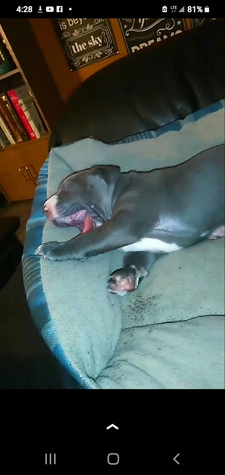 Freya is registered to the contest to win money with this photo: bookcase, carnivore, comfort, companion_dog, dog, dog_breed, fawn, felidae, flesh, grey, jaw, linens, non_sporting_group, shelf, snout, sporting_group, tail, whiskers, working_animal, wrinkle