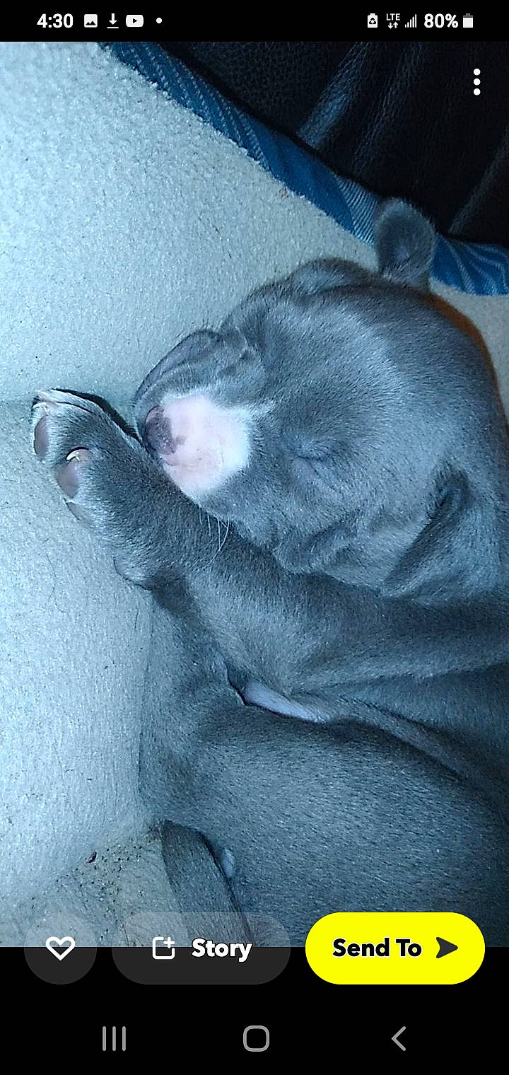 Freya joined the competition — help win amazing prizes! canidae, carnivore, cat, comfort, companion_dog, dog_breed, domestic_short_haired_cat, felidae, foot, fur, gesture, grey, jaw, nose, sleeve, small_to_medium_sized_cats, snout, sporting_group, tail, whiskers