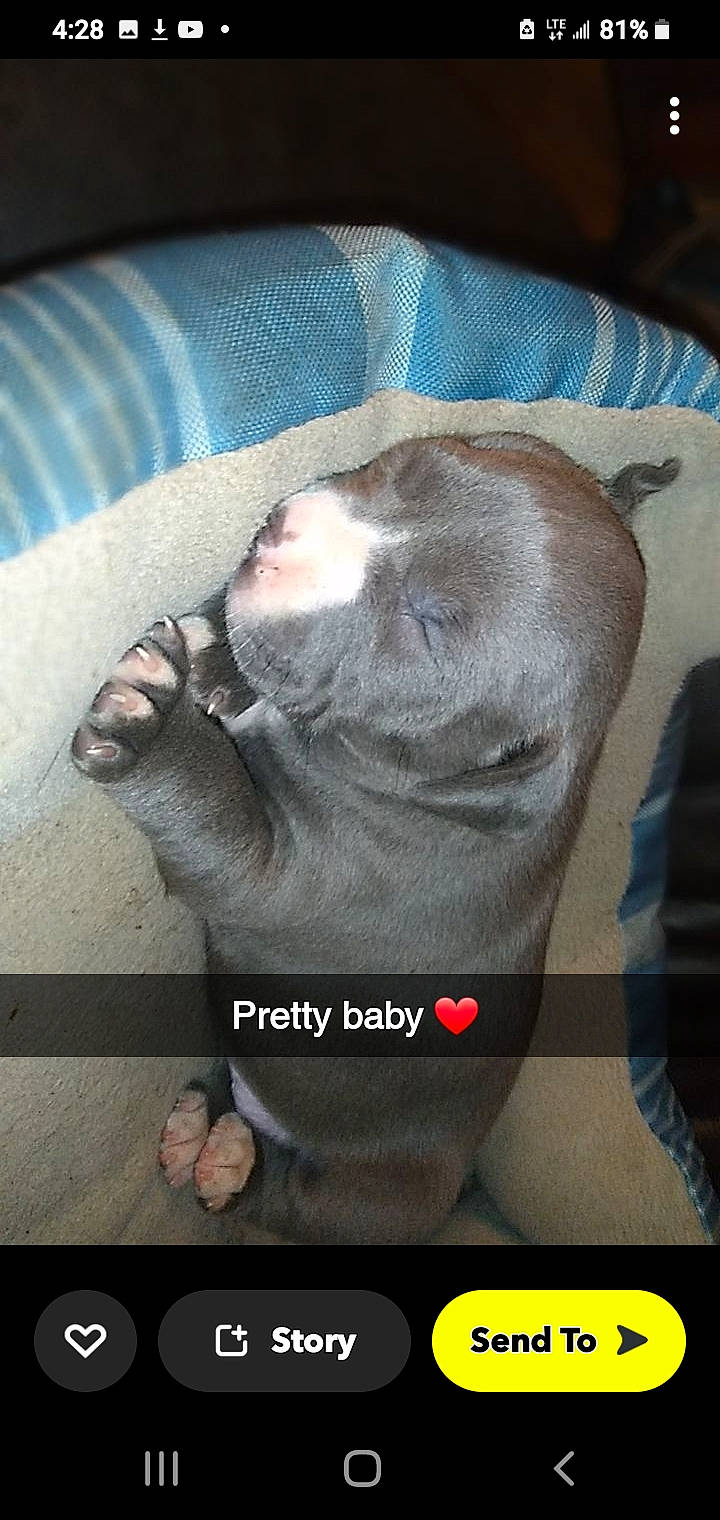 Freya is registered to the contest to win money with this photo: canidae, carnivore, comfort, companion_dog, dog, dog_breed, fawn, felidae, fur, gesture, nap, paw, photo_caption, screenshot, small_to_medium_sized_cats, snout, sporting_group, whiskers, working_animal, wrinkle