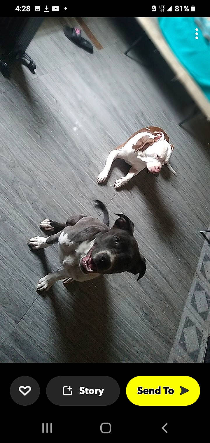 Red joined the competition — help win amazing prizes! canidae, carnivore, comfort, companion_dog, dog, dog_breed, floor, flooring, grey, hardwood, laminate_flooring, non_sporting_group, rectangle, shadow, sporting_group, tail, toy_dog, wood, wood_flooring, working_animal