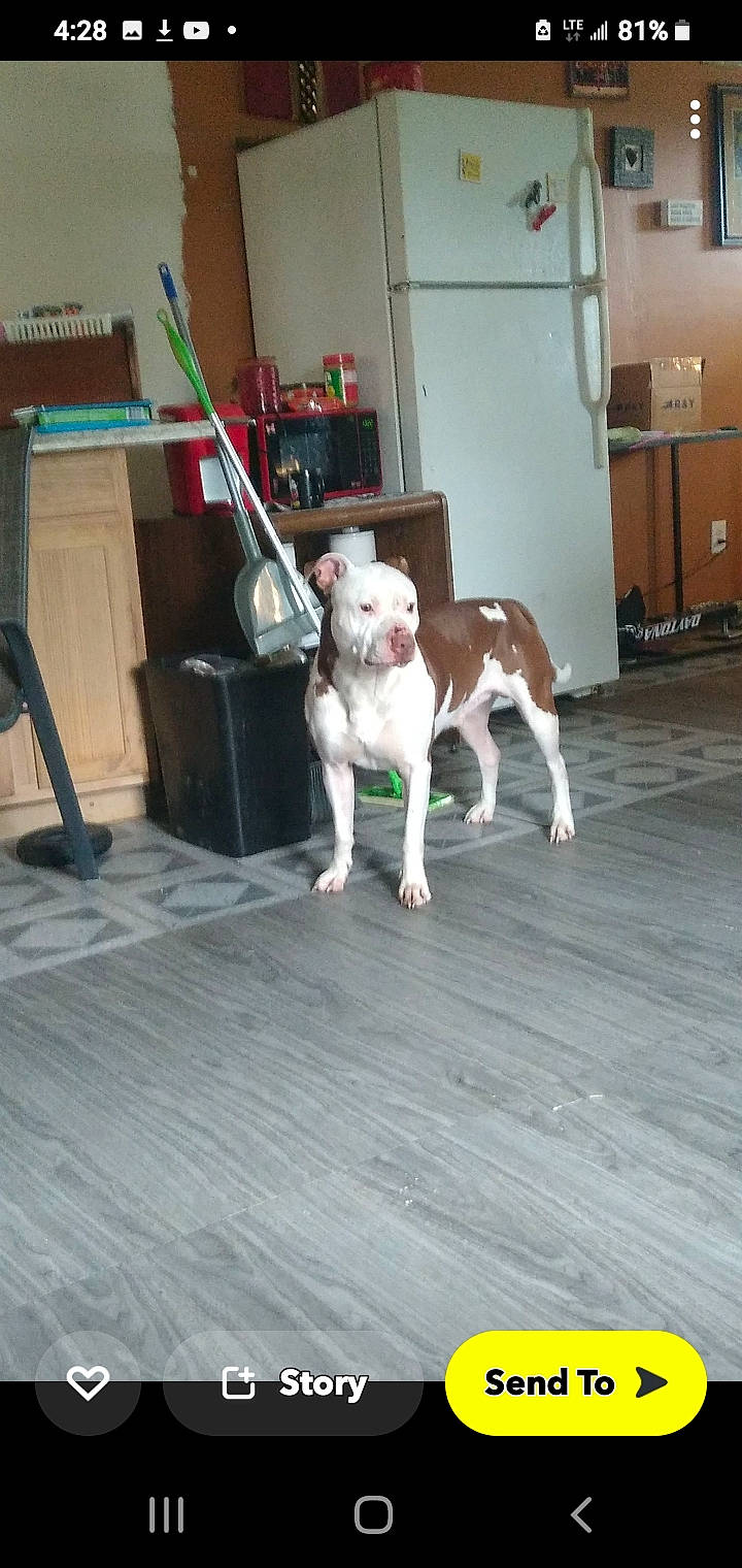 Red is registered to the contest to win money with this photo: canidae, carnivore, companion_dog, dog, dog_breed, dog_supply, door, fawn, floor, flooring, fur, hardwood, leash, snout, sporting_group, tail, toy_dog, wood, wood_flooring, working_animal