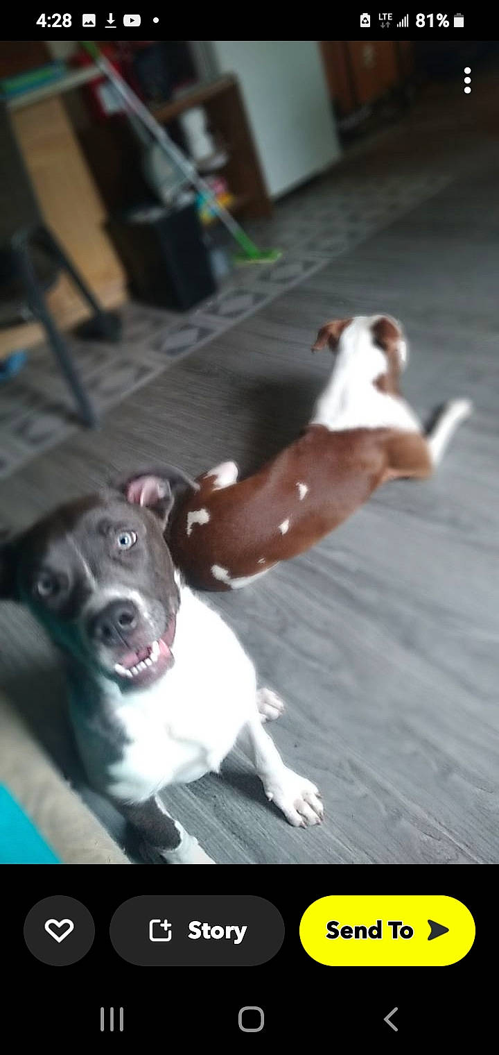 Red is registered to the contest to win money with this photo: canidae, carnivore, collar, companion_dog, dog, dog_breed, dog_collar, flooring, guard_dog, non_sporting_group, paw, photo_caption, snout, sporting_group, tail, whiskers, working_animal