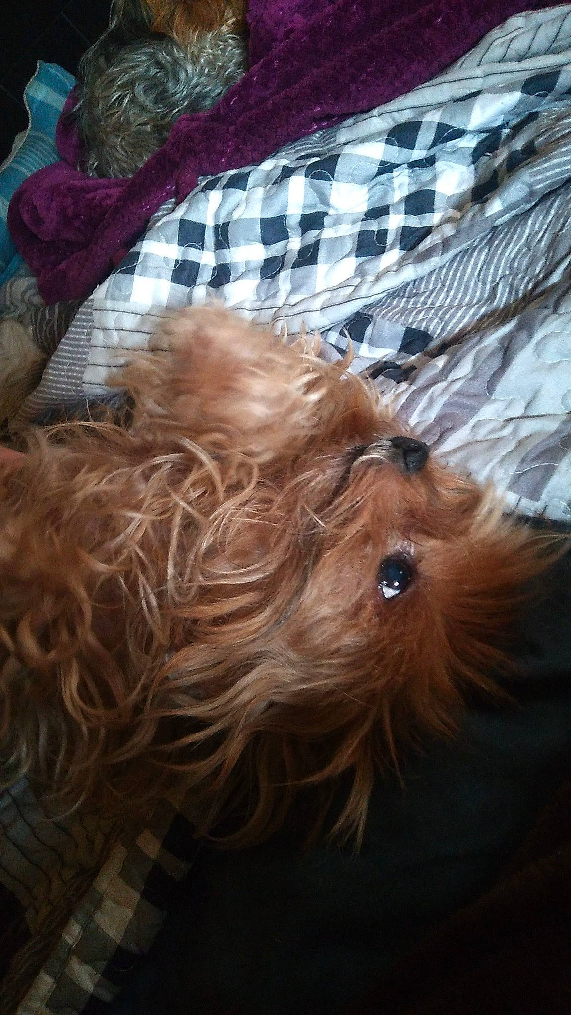 Coco is registered to the contest to win money with this photo: canidae, carnivore, companion_dog, dog, dog_breed, dog_supply, fawn, fur, liver, non_sporting_group, pet_supply, small_terrier, snout, sporting_group, terrier, toy_dog, vertebrate, working_animal, yorkipoo, yorkshire_terrier