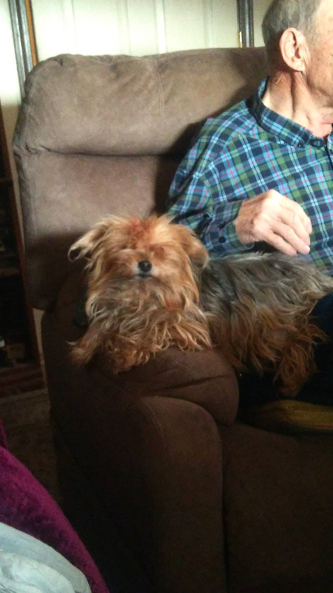 Coco joined the competition — help win amazing prizes! australian_terrier, canidae, carnivore, comfort, companion_dog, dog, dog_breed, facial_hair, fawn, fur, liver, non_sporting_group, pattern, plaid, sitting, small_terrier, sporting_group, tartan, terrier, toy_dog