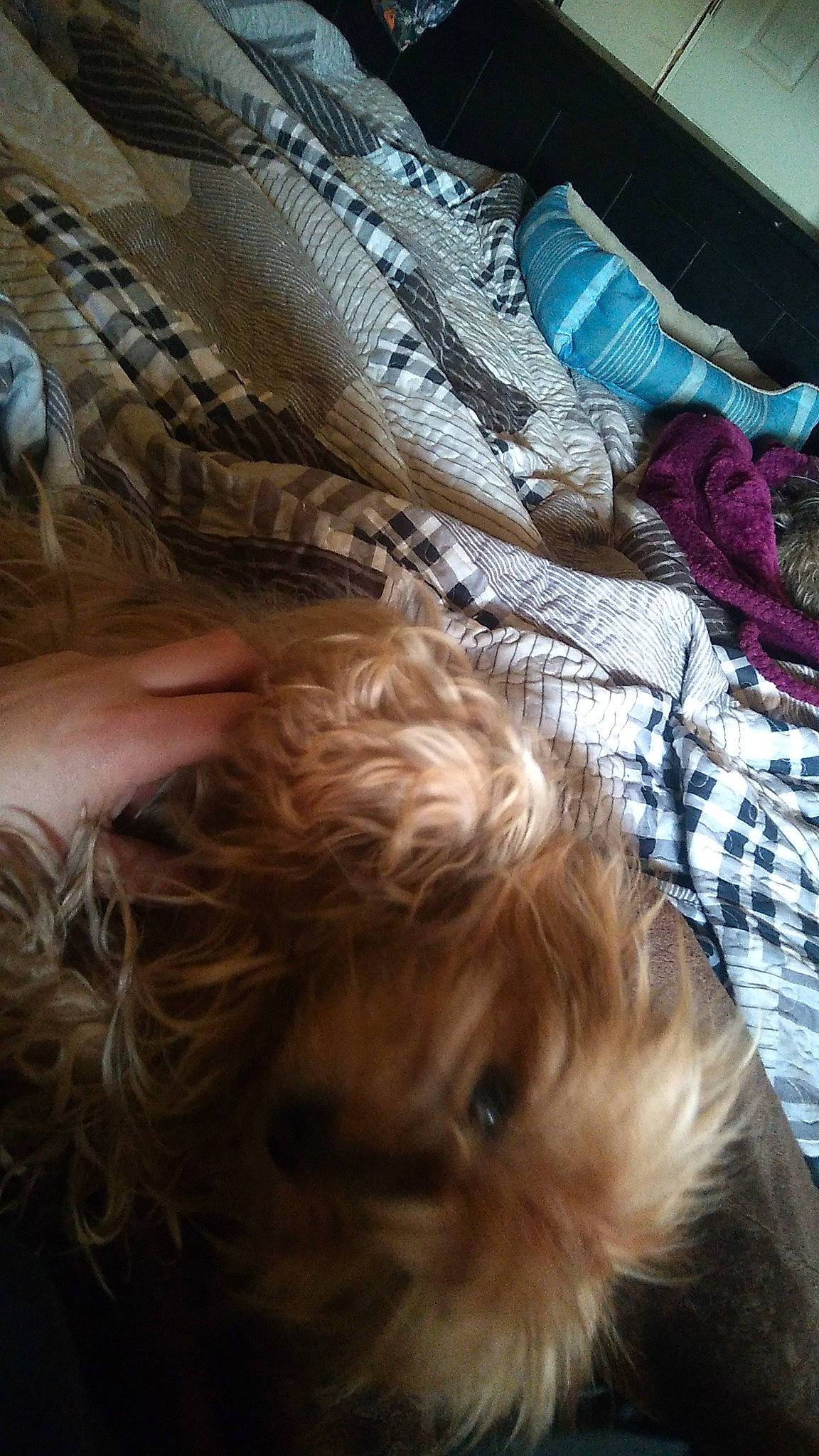 Coco is registered to the contest to win money with this photo: canidae, carnivore, cockapoo, comfort, companion_dog, dog, dog_breed, fawn, felidae, fur, linens, liver, pattern, small_terrier, snout, sporting_group, terrier, thread, toy_dog, whiskers