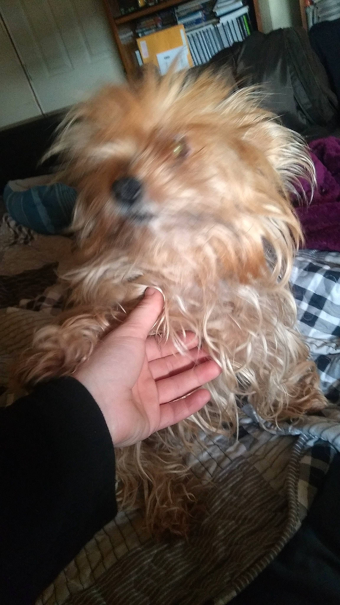 Coco joined the competition — help win amazing prizes! canidae, carnivore, companion_dog, dog, dog_breed, fawn, fur, liver, maltepoo, plaid, poodle_crossbreed, puppy_love, shih_poo, small_terrier, snout, sporting_group, tartan, terrier, toy_dog, yorkipoo