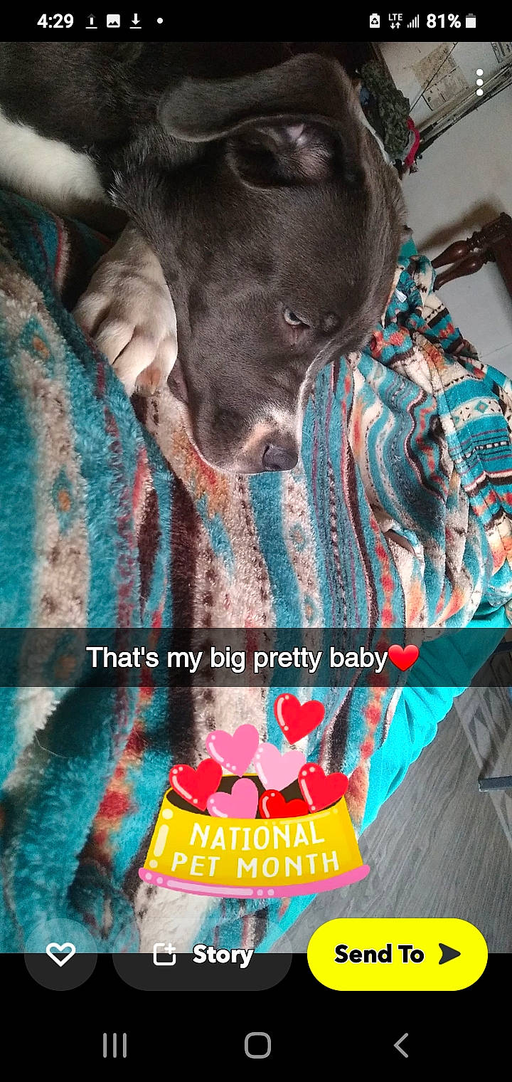 Iris joined the competition — help win amazing prizes! advertising, art, book_cover, companion_dog, dog, dog_breed, electric_blue, flesh, font, fur, magenta, pattern, photo_caption, poster, publication, sleeve, sporting_group, textile, toy_dog, whiskers