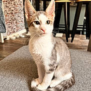 Banjo a rejoint le concours — aidez-le/la à gagner de superbes lots ! animal, brick_wall, cat, couch, curled_tail, cute, gray_and_white, green_eyes, home, indoor, kitten, large_ears, pet, pink_nose, portrait, short_hair, sitting, sofa, whiskers, wooden_table