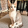 animal, brick_wall, cat, couch, curled_tail, cute, gray_and_white, green_eyes, home, indoor, kitten, large_ears, pet, pink_nose, portrait, short_hair, sitting, sofa, whiskers, wooden_table