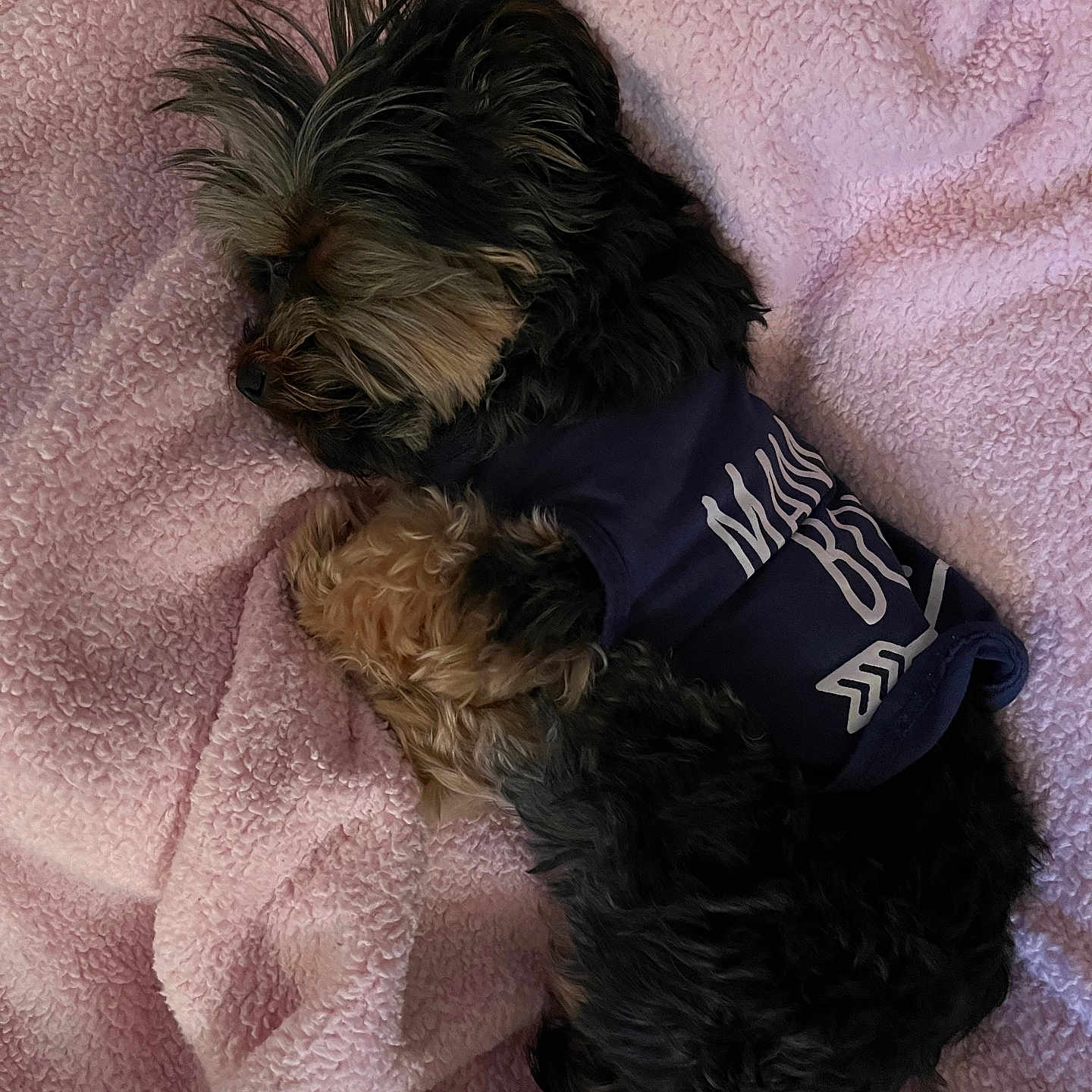 Gizmo Alan is registered to the contest to win money with this photo: animal, blanket, clothing, companion, cozy, curled_up, cute, dog, fluffy, fur, indoor, nap, peaceful, pet, pink_blanket, relaxing, resting, sleeping, small_dog, soft_texture