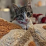 Abrico a rejoint le concours — aidez-le/la à gagner de superbes lots ! animal, blanket, cat, close_up, collar, cozy, curious, cute, domestic, ears, feline, indoor, kitten, pet, pink_nose, portrait, soft_focus, texture, whiskers, young