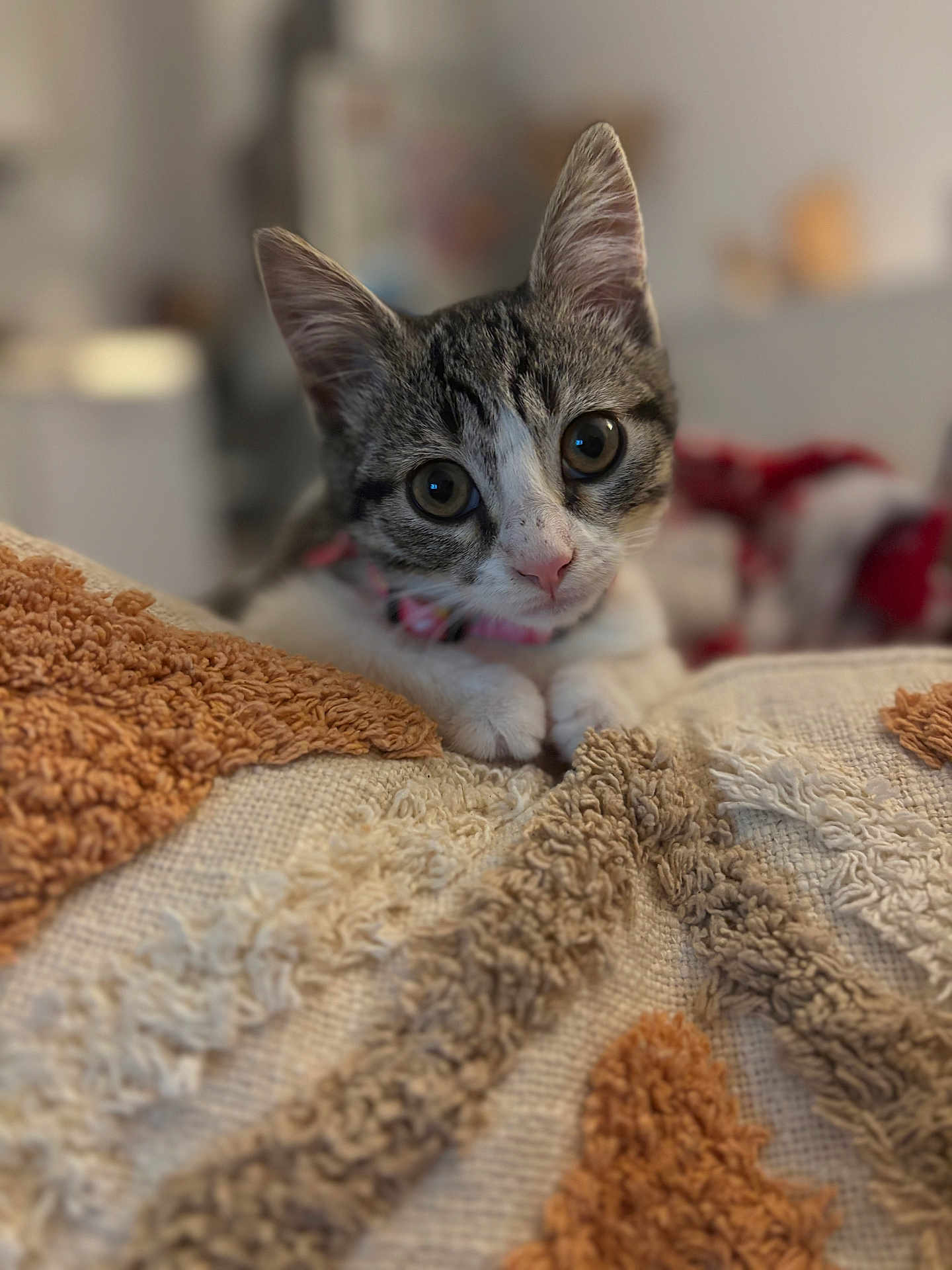 Abrico a rejoint le concours — aidez-le/la à gagner de superbes lots ! animal, blanket, cat, close_up, collar, cozy, curious, cute, domestic, ears, feline, indoor, kitten, pet, pink_nose, portrait, soft_focus, texture, whiskers, young