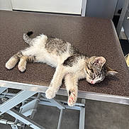 Abrico participe au concours pour gagner de l'argent avec cette photo : animal, calm, cute, floor, fur, gray, indoor, kitten, metal, paw_pads, peaceful, pet, pink, resting, sleeping, small, table, veterinary, white, young