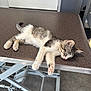 animal, calm, cute, floor, fur, gray, indoor, kitten, metal, paw_pads, peaceful, pet, pink, resting, sleeping, small, table, veterinary, white, young