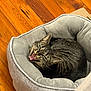 cat, tabby, pet_bed, gray, wooden_floor, indoor, cozy, feline, animal, cute, fur, whiskers, relaxed, mouth_open, sleepy, domestic_cat, resting, comfortable, home, pet