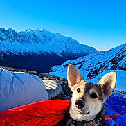 Laïka a rejoint le concours — aidez-le/la à gagner de superbes lots ! adventure, animal, blue_sky, canine, cold, collar, dog, fur, landscape, mountain, nature, outdoor, pet, rock, sky, sleeping_bag, snow, sunlight, travel, winter