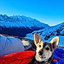 adventure, animal, blue_sky, canine, cold, collar, dog, fur, landscape, mountain, nature, outdoor, pet, rock, sky, sleeping_bag, snow, sunlight, travel, winter