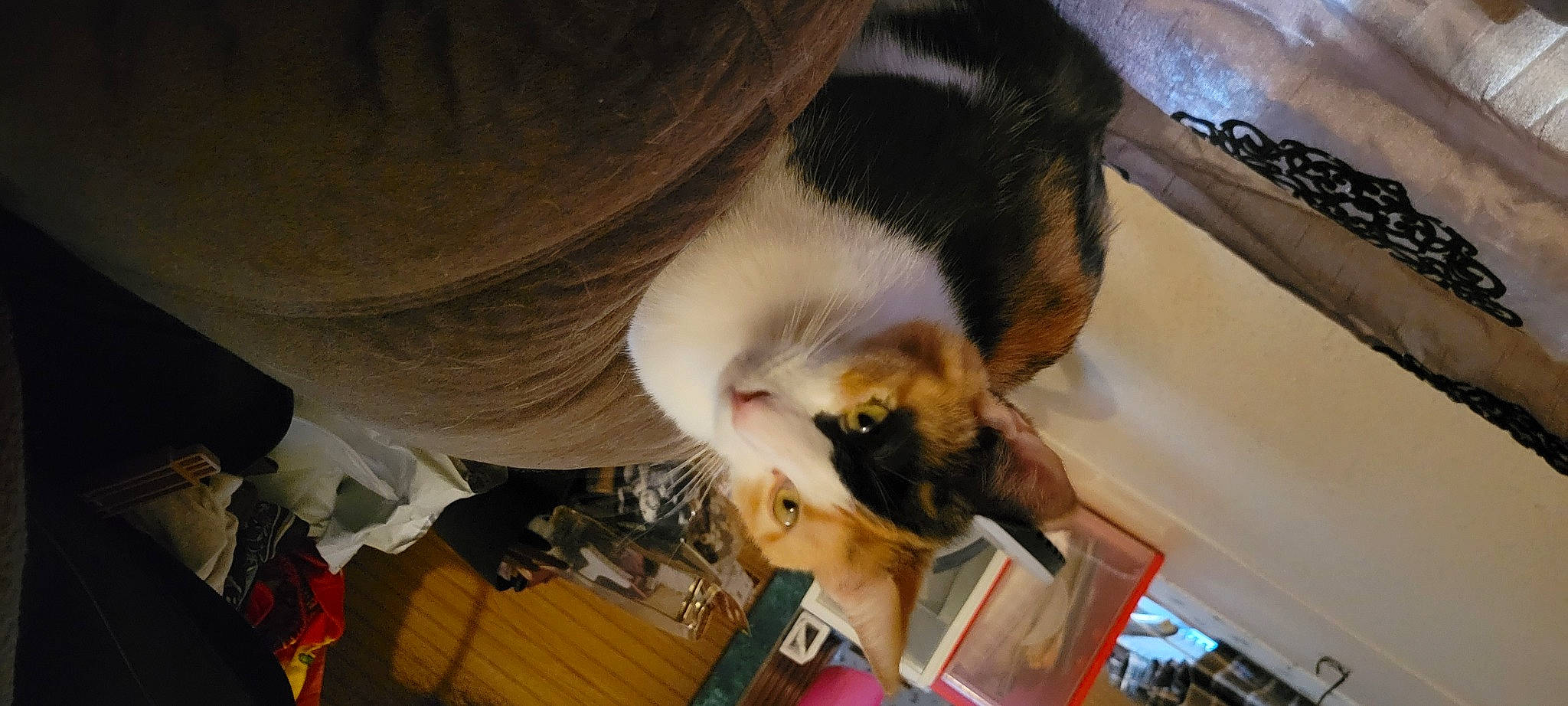 Julie is registered to the contest to win money with this photo: canidae, carnivore, cat, claw, companion_dog, dog_breed, ear, eyelash, fawn, felidae, flooring, fur, plant, room, small_to_medium_sized_cats, sporting_group, tail, tree, whiskers, wood