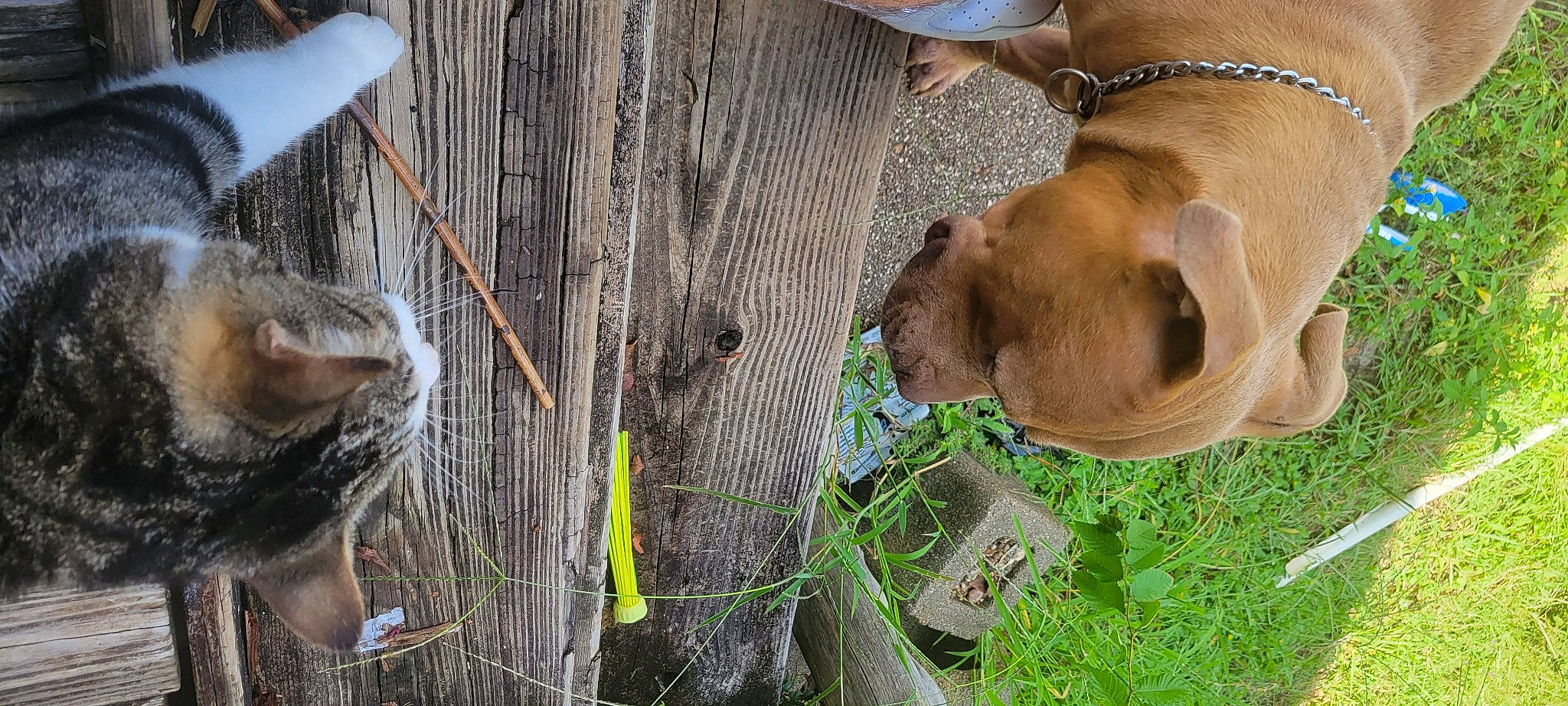 Kingston is registered to the contest to win money with this photo: companion_dog, dog, dog_breed, fawn, fur, grass, liver, pet_supply, plant, snout, tail, terrestrial_animal, tree, trunk, twig, wildlife, wood, working_animal