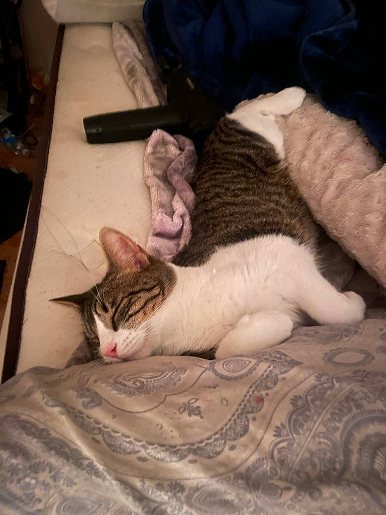 Loki is registered to the contest to win money with this photo: carnivore, cat, claw, comfort, domestic_short_haired_cat, fawn, felidae, flooring, fur, grey, linens, nap, paw, small_to_medium_sized_cats, tail, whiskers, wood