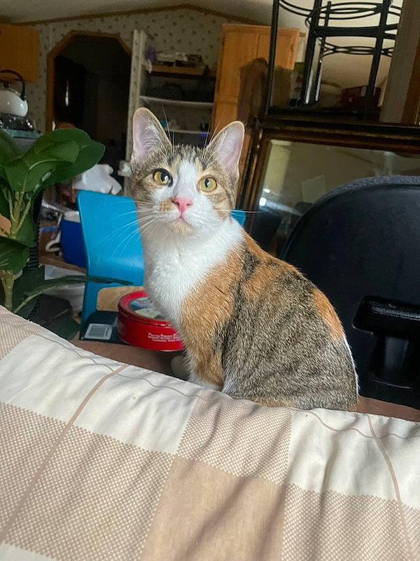 Jenny is registered to the contest to win money with this photo: bed, carnivore, cat, chair, comfort, couch, domestic_short_haired_cat, felidae, flowerpot, fur, houseplant, linens, paw, plant, room, sitting, small_to_medium_sized_cats, tail, whiskers, window