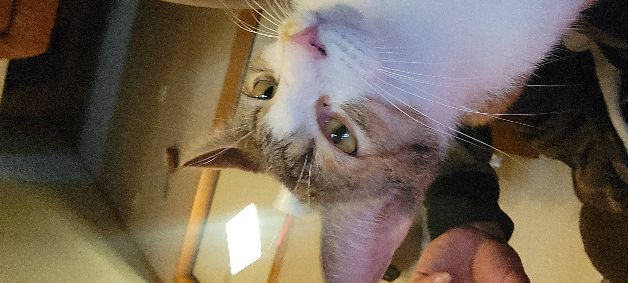 Jenny joined the competition — help win amazing prizes! beard, carnivore, cat, domestic_short_haired_cat, ear, eye, eyelash, fang, fawn, felidae, fur, moustache, nail, nose, paw, plant, small_to_medium_sized_cats, snout, sunglasses, whiskers