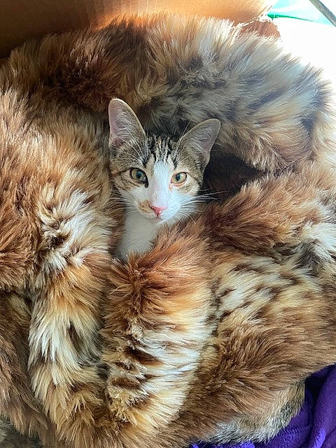 Jenny is registered to the contest to win money with this photo: art, carnivore, cat, claw, close_up, comfort, domestic_short_haired_cat, fawn, felidae, fur, iris, paw, small_to_medium_sized_cats, snout, tail, terrestrial_animal, whiskers, wildlife