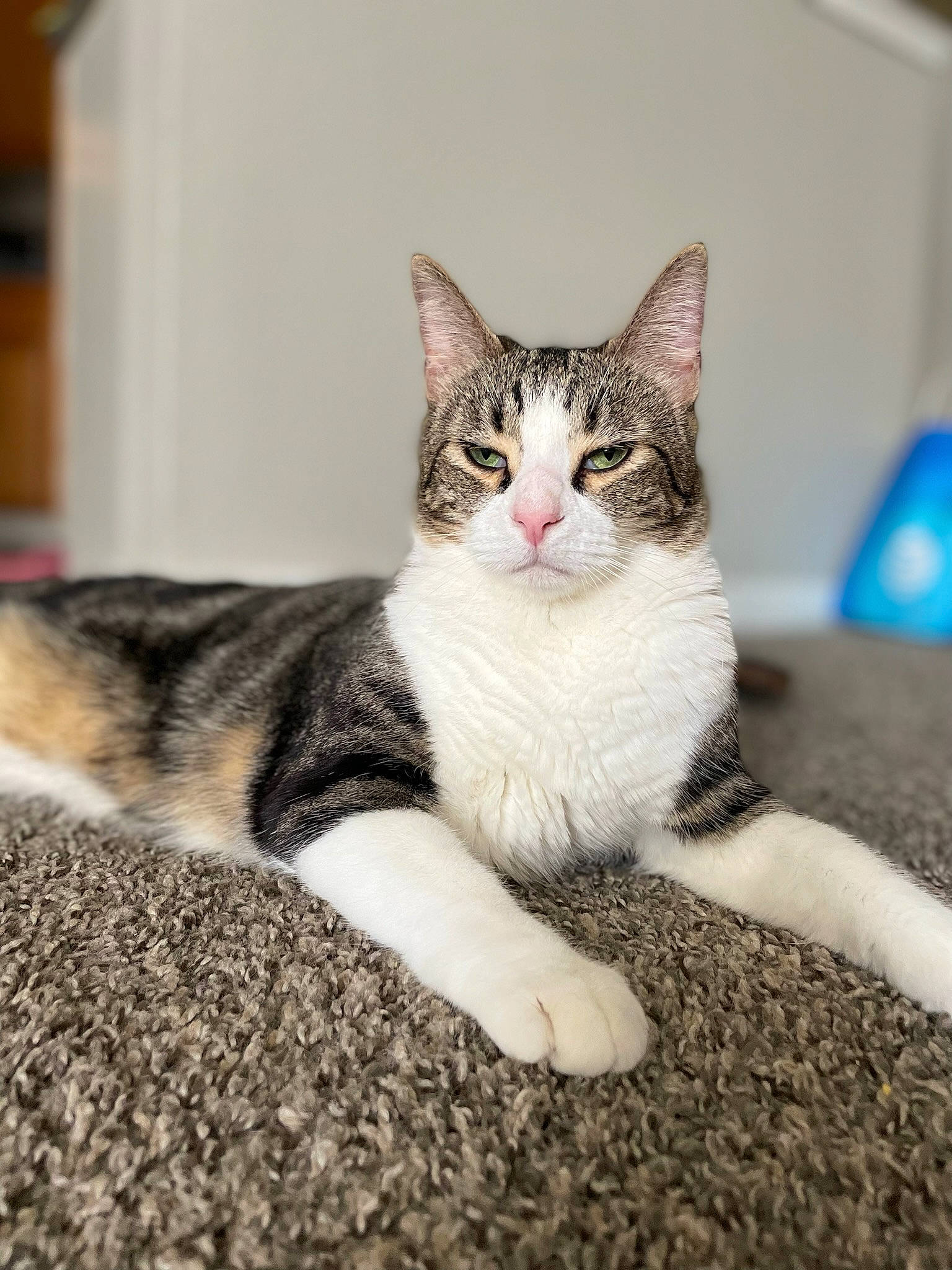 Vegeta is registered to the contest to win money with this photo: carnivore, cat, claw, domestic_short_haired_cat, felidae, flooring, foot, fur, paw, sitting, small_to_medium_sized_cats, snout, tail, terrestrial_animal, tree, whiskers, window