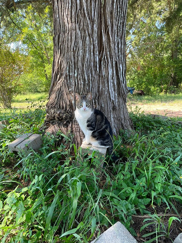 Vegeta joined the competition — help win amazing prizes! carnivore, cat, deciduous, felidae, forest, grass, grass_family, groundcover, herb, natural_landscape, plant, shrub, small_to_medium_sized_cats, tail, terrestrial_plant, tree, trunk, twig, wood, woodland