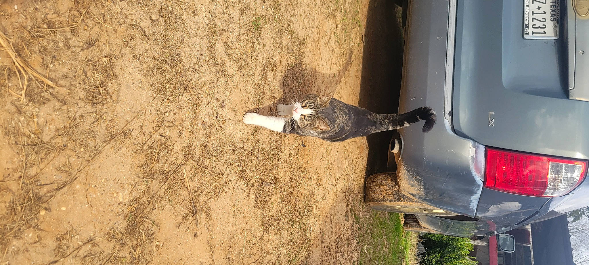 Vegeta is registered to the contest to win money with this photo: auto_part, automotive_exterior, automotive_lighting, bumper, concrete, gas, landscape, sculpture, soil, statue, vehicle, vehicle_door, wood