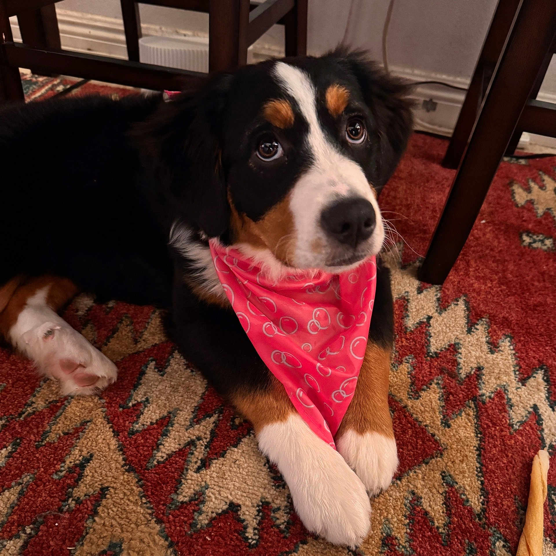 Melby joined the competition — help win amazing prizes! animal, bandana, black, brown, closeup, cozy, cute, dog, floor, fur, indoor, laying_down, patterned_rug, paws, pet, pink, resting, rug, white, wooden_chair