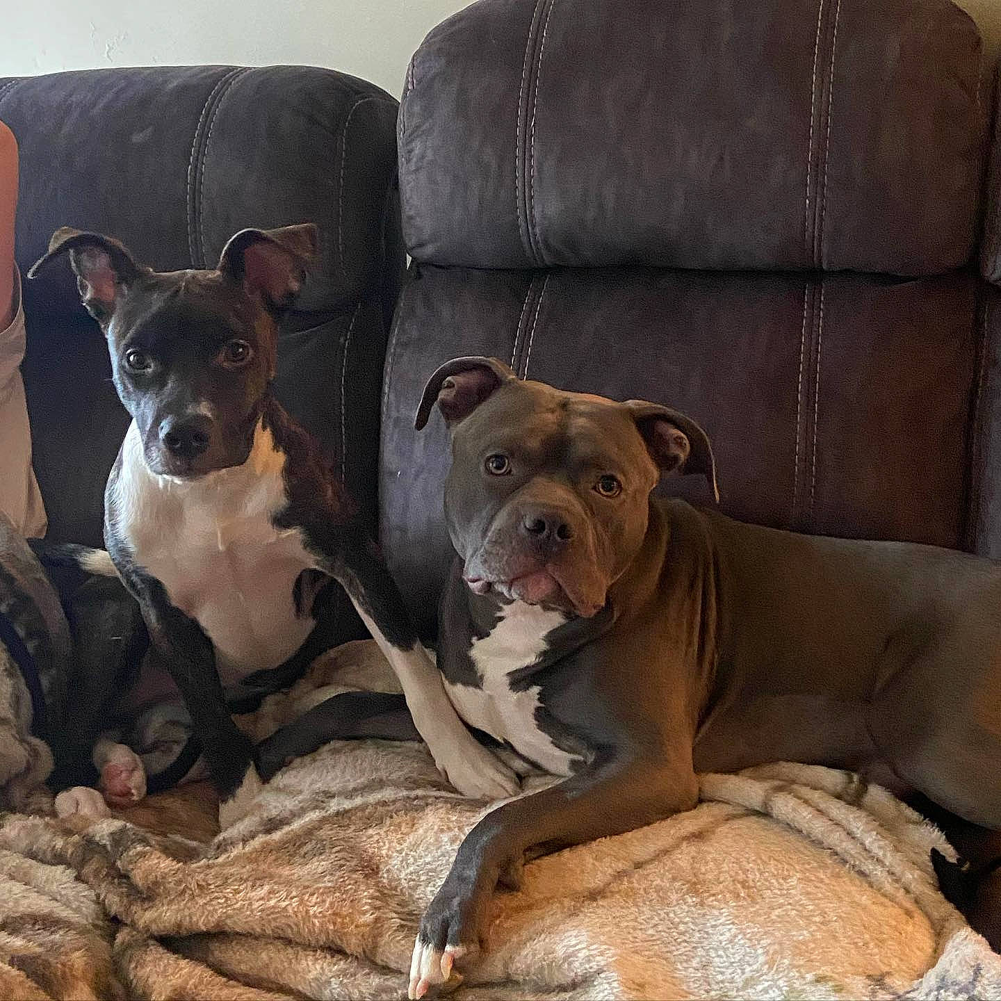 Diezel joined the competition — help win amazing prizes! canidae, carnivore, collar, comfort, companion_dog, couch, dog, dog_breed, dog_supply, fawn, fur, liver, molosser, snout, sporting_group, terrestrial_animal, toy_dog, whiskers, wood, working_animal