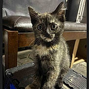 Sprinkles joined the competition — help win amazing prizes! kitten, cat, tortoiseshell, animal, pet, feline, sitting, indoor, stool, wooden_chair, curious, fur, whiskers, black, brown, white, young, cute, small, alert