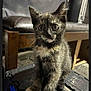 kitten, cat, tortoiseshell, animal, pet, feline, sitting, indoor, stool, wooden_chair, curious, fur, whiskers, black, brown, white, young, cute, small, alert