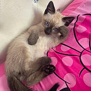 Jasper joined the competition — help win amazing prizes! kitten, cat, siamese, blue_eyes, paw, fur, bed, pink_bedspread, flower_pattern, headboard, tufted, cute, pet, animal, indoor, resting, young, small, fluffy, curious