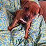 puppy, dog, brown_dog, blanket, patterned_blanket, bed, pet, cute, animal, young_dog, indoor, fur, ears, snout, eyes, paw, resting, portrait, curious, cozy