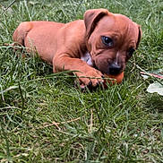 Loky participe au concours pour gagner de l'argent avec cette photo : adorable, animal, background, brown, chewing, closeup, cute, dog, fur, garden, grass, leaf, nature, outdoor, paw, pet, playful, puppy, small, young